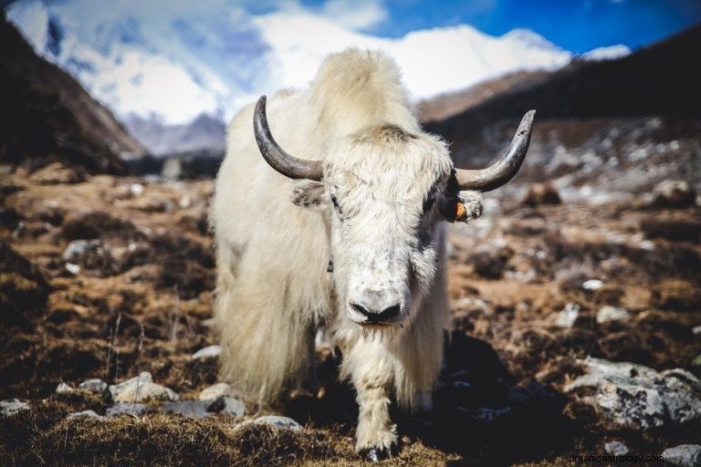 Yak:Duchovní zvíře, totem, symbolika a význam 