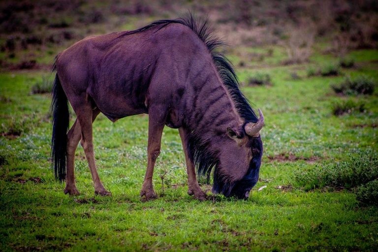 Gnus:Animal Espiritual, Totem, Simbolismo e Significado 