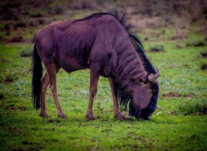 Ñu:espíritu animal, tótem, simbolismo y significado 