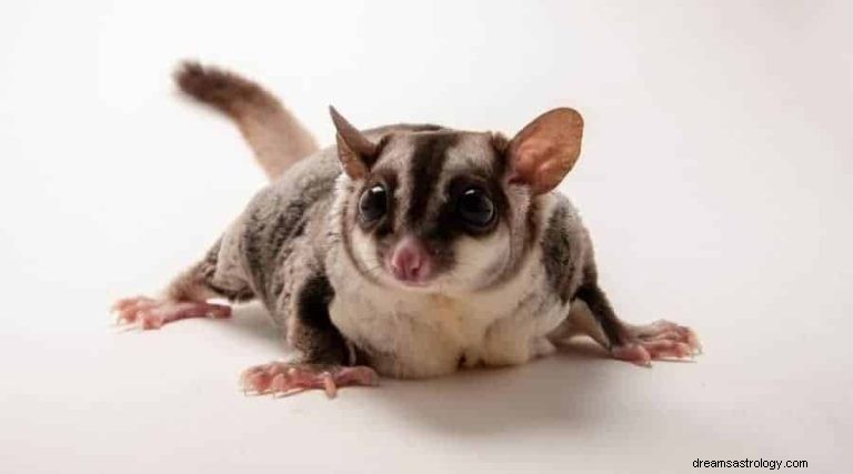 Sugar Glider:Hewan Roh, Totem, Simbolisme, dan Arti 