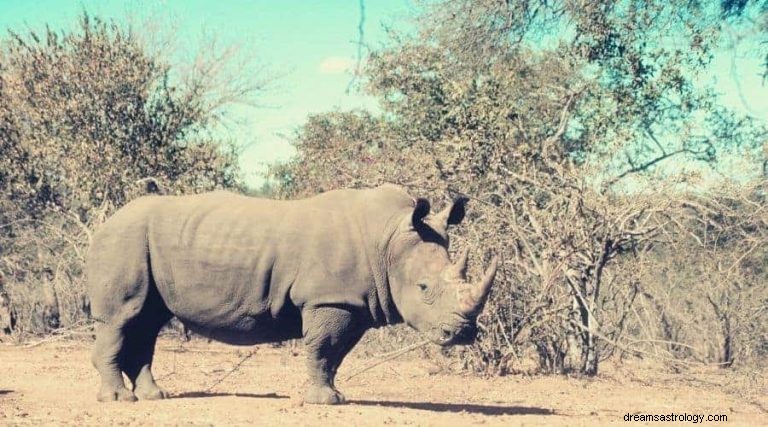 Rinoceronte:spirito animale, totem, simbolismo e significato 