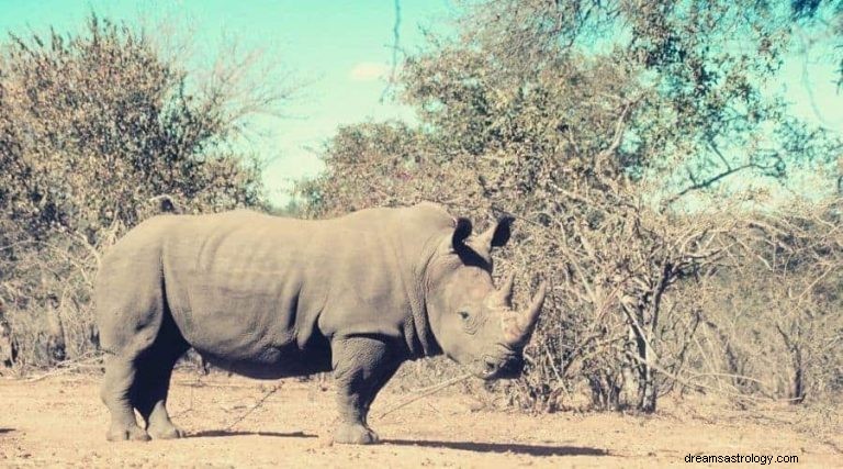 Neushoorn:geestdier, totem, symboliek en betekenis 