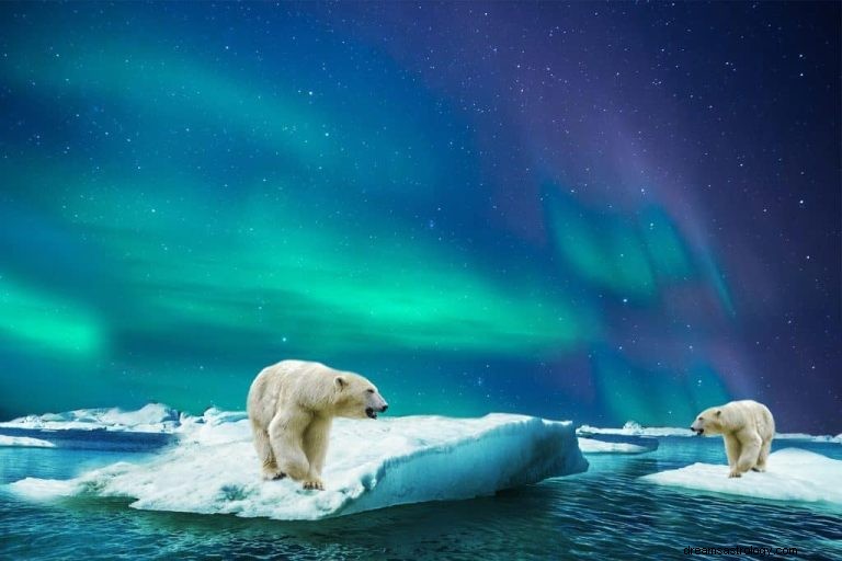 Orso polare:animale spirituale, totem, simbolismo e significato 