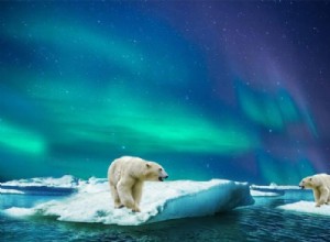 Lední medvěd:Duchovní zvíře, totem, symbolika a význam 