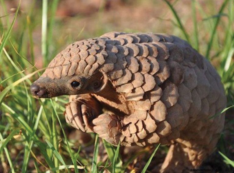 Pangolin:Åndedyr, totem, symbolikk og mening 