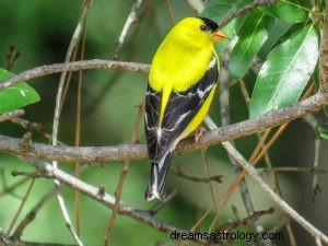 Oriole:Animal Espiritual, Totem, Simbolismo e Significado 