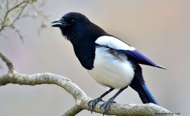 Magpie:Animal Espiritual, Totem, Simbolismo e Significado 