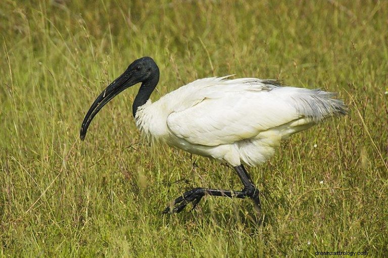 Ibis:Åndedyr, totem, symbolikk og mening 