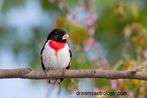 Grosbeak:Åndedyr, totem, symbolikk og mening 