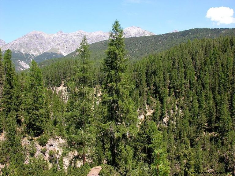 Que signifie rêver d une forêt ? 