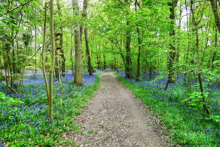 What Does it Mean Biblically to Dream About Woods? 