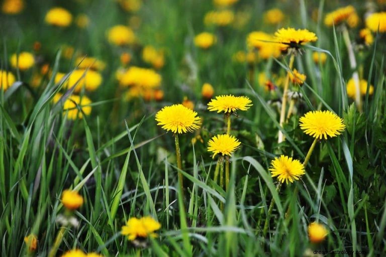 Wat betekent dromen over paardebloemen? 