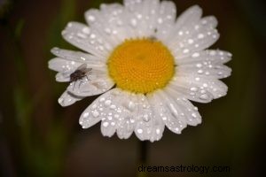 Que signifie rêver de rosée ? 