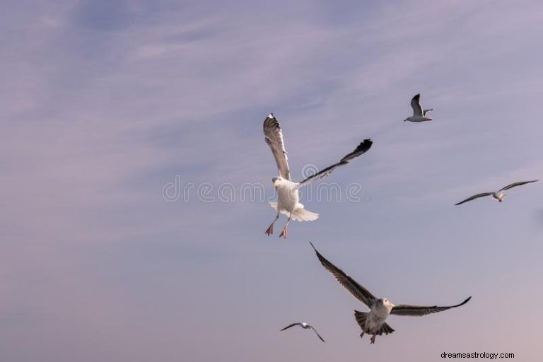 Wat betekent dromen over aanvallende vogels? 