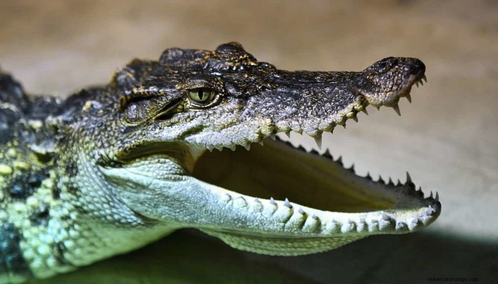 Hvad er drømmetydningen af ​​en krokodille? 