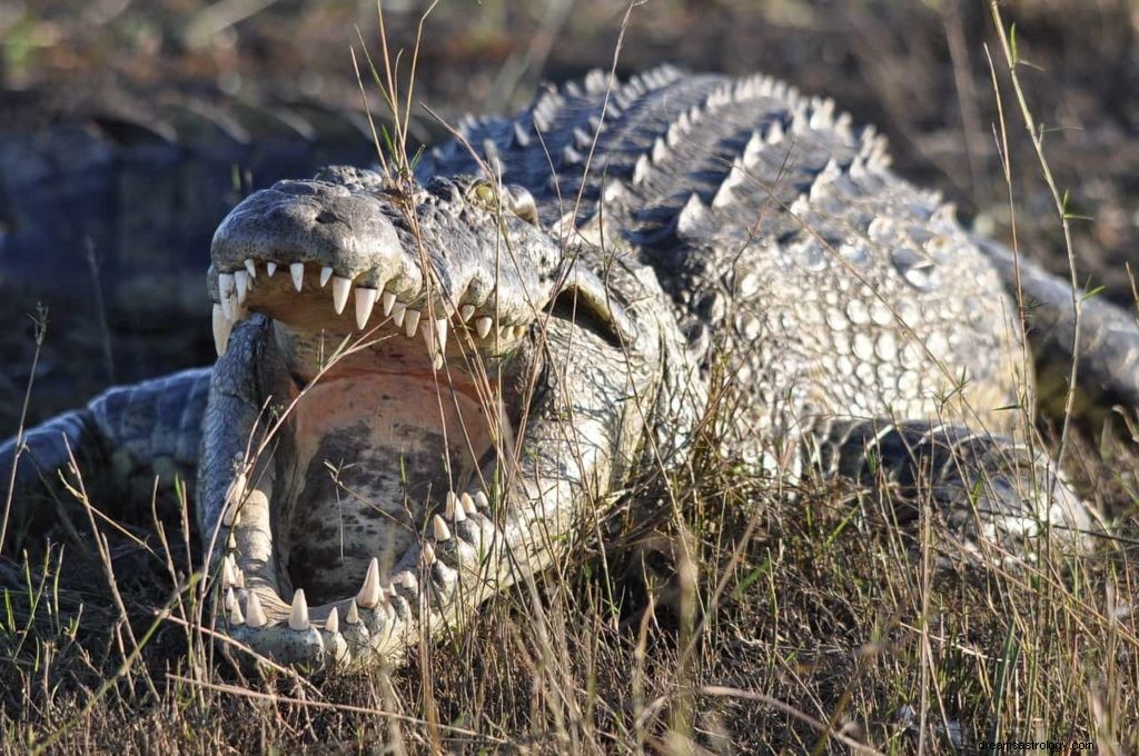 Qual é a interpretação dos sonhos de um crocodilo? 