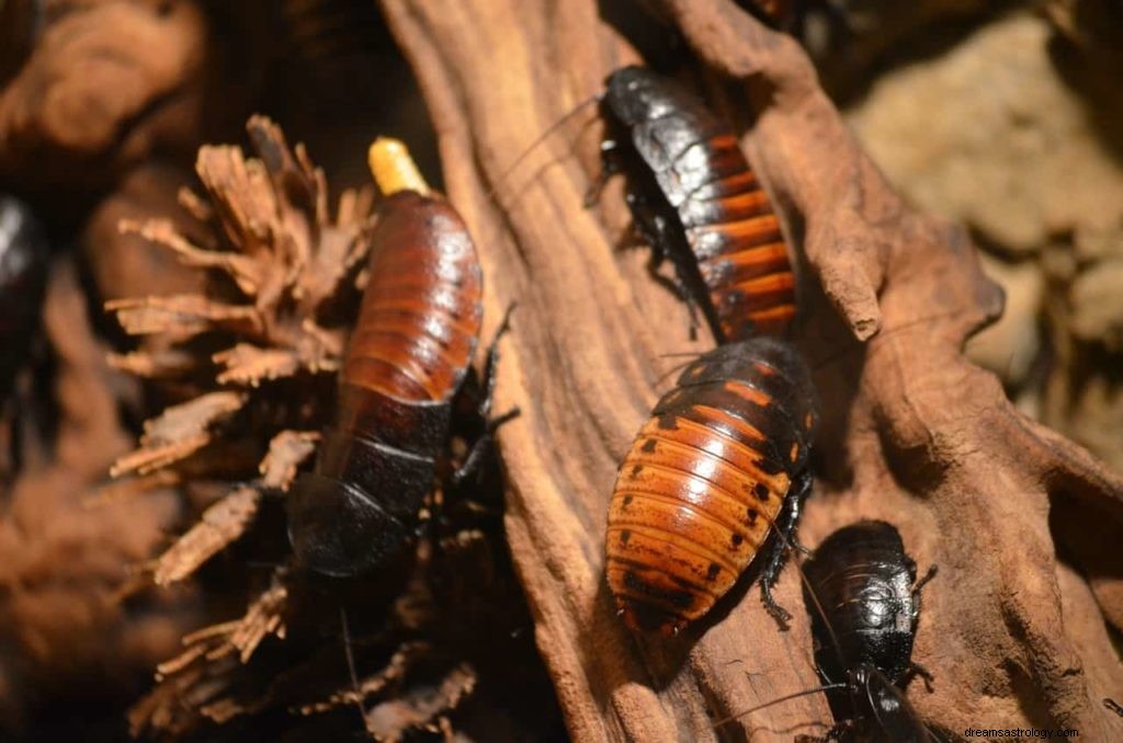 Von Kakerlaken träumen und was es bedeutet 