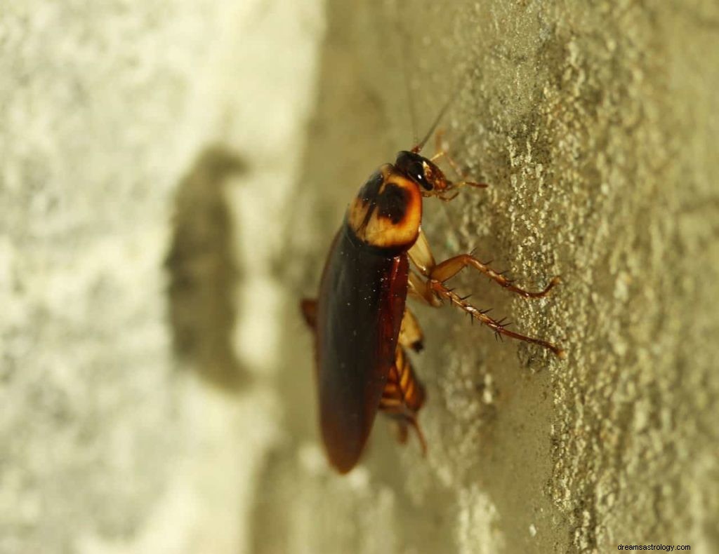 Dromen over kakkerlakken en wat het betekent 