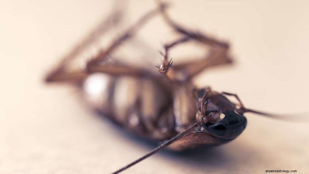 Drømmer om kakerlakker og hva det betyr 
