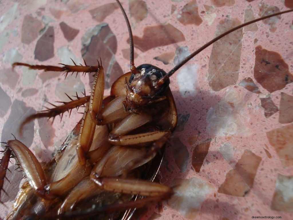 Drømmer om kakerlakker og hva det betyr 