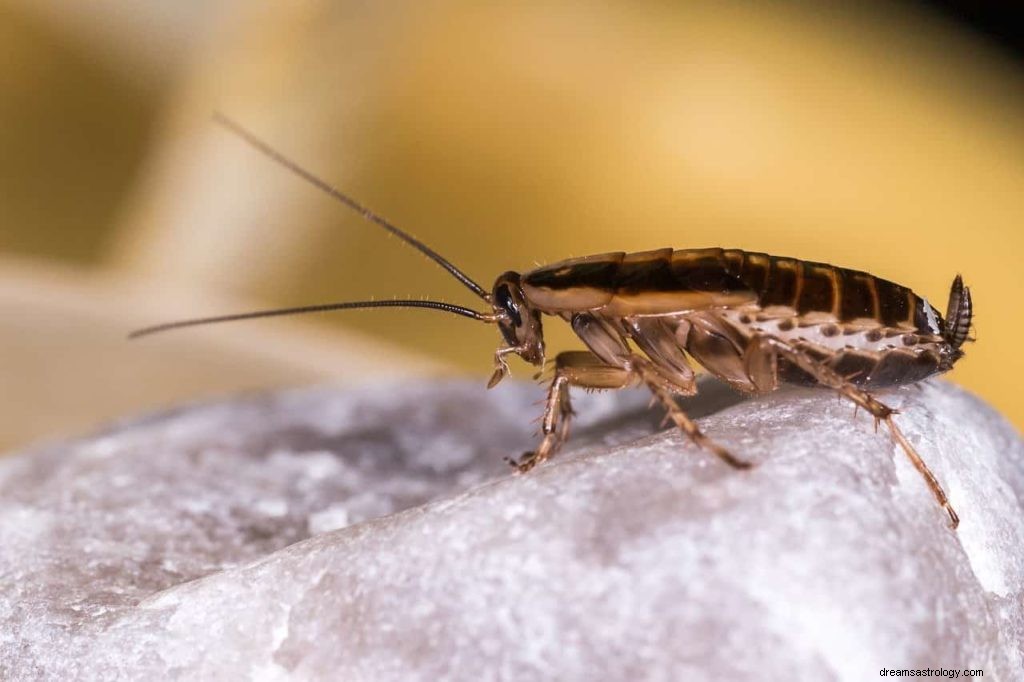 Sognare scarafaggi e cosa significa 