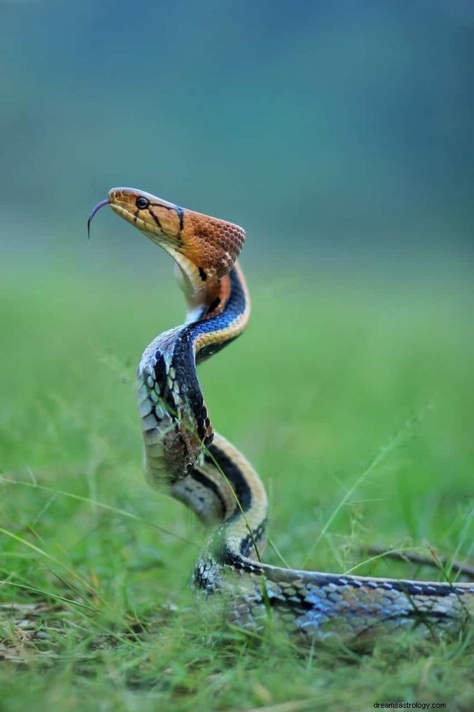 Schlangen träumen Bedeutung und Symbolik 