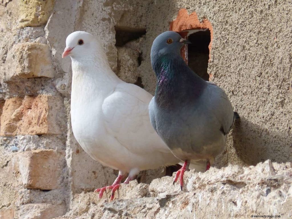 Simbolismo da pomba e significado do pombo 