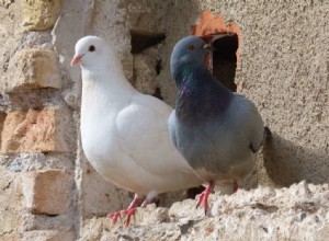 Symbolisme de la colombe et signification du pigeon 