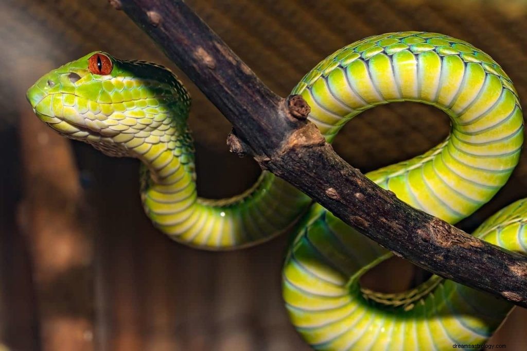 Significado e simbolismo dos sonhos com cobras 