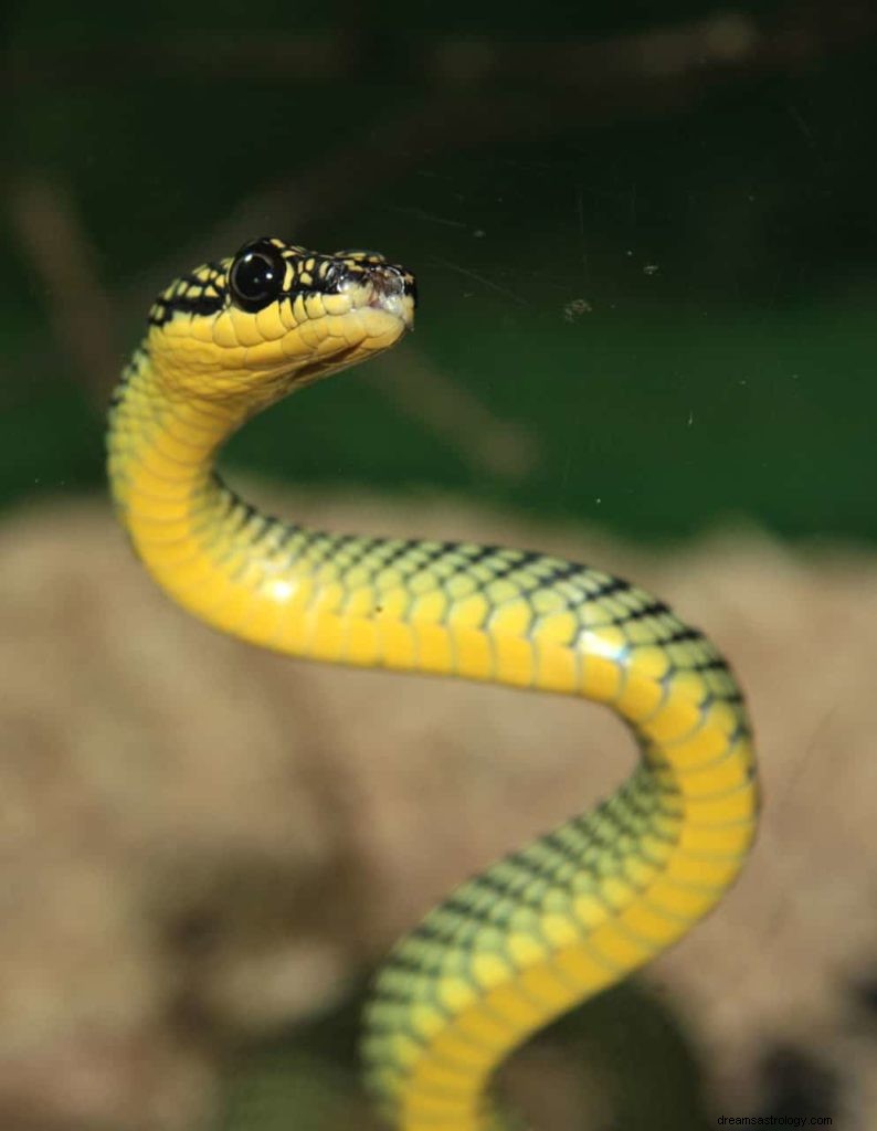 Snakes Dream Betydning og Symbolik 