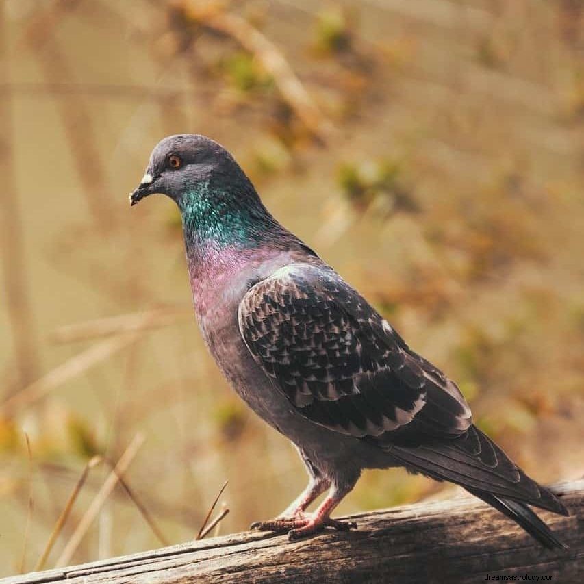 Simbolismo da pomba e significado do pombo 