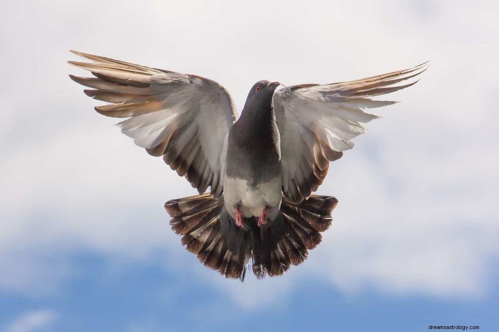 Symbolisme de la colombe et signification du pigeon 