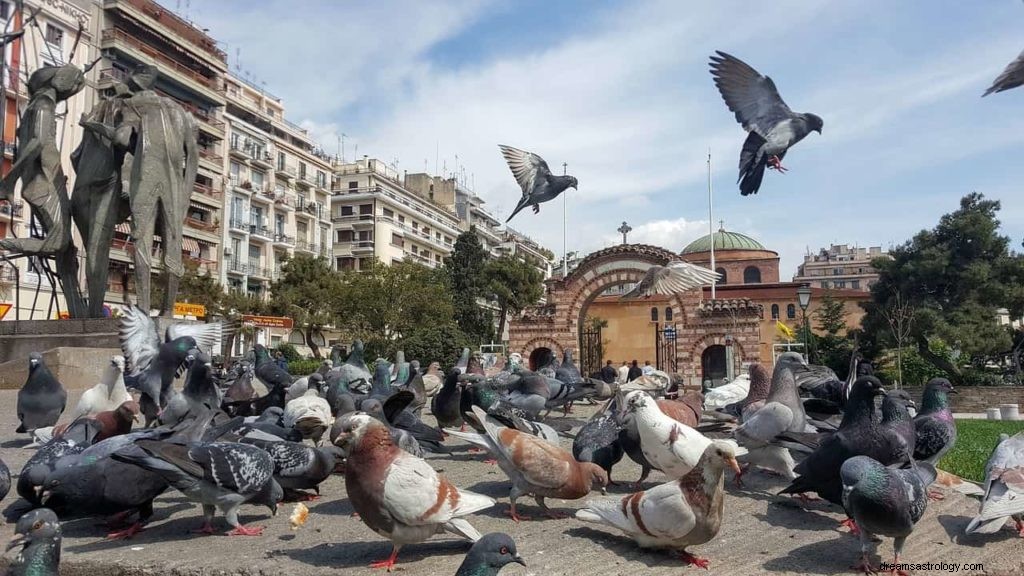 Symbolisme de la colombe et signification du pigeon 