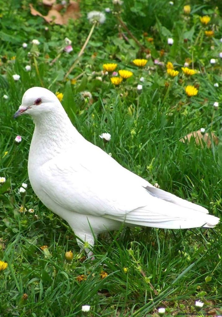 Simbolismo da pomba e significado do pombo 