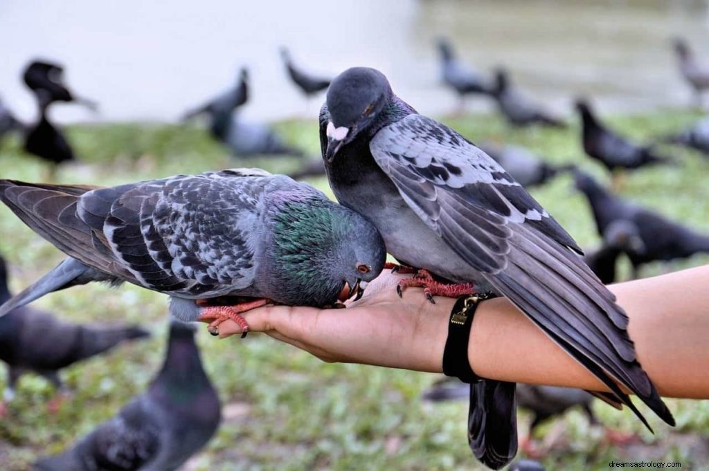 Simbolismo della colomba e significato del piccione 
