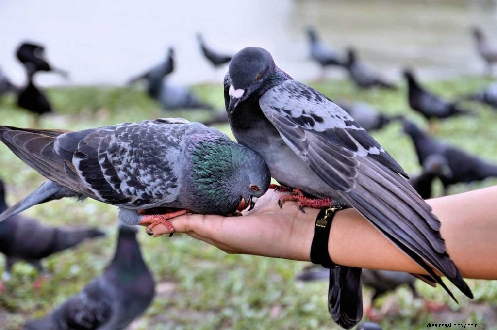 Symbolisme de la colombe et signification du pigeon 