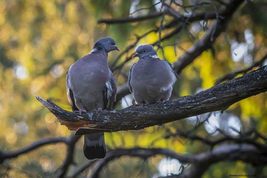 鳩の象徴と鳩の意味 