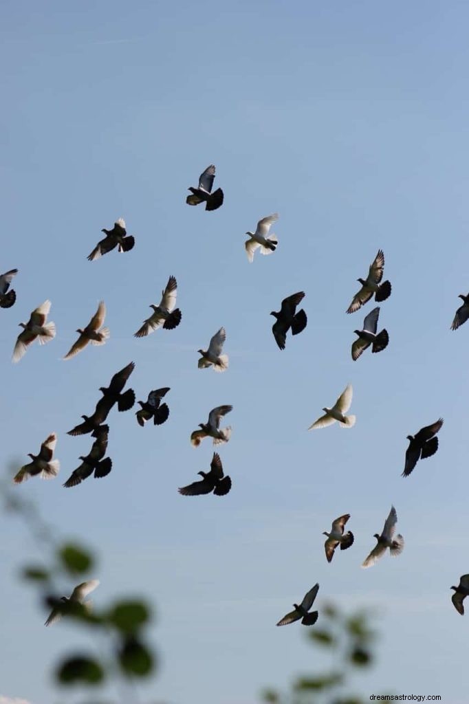 Symbolisme de la colombe et signification du pigeon 