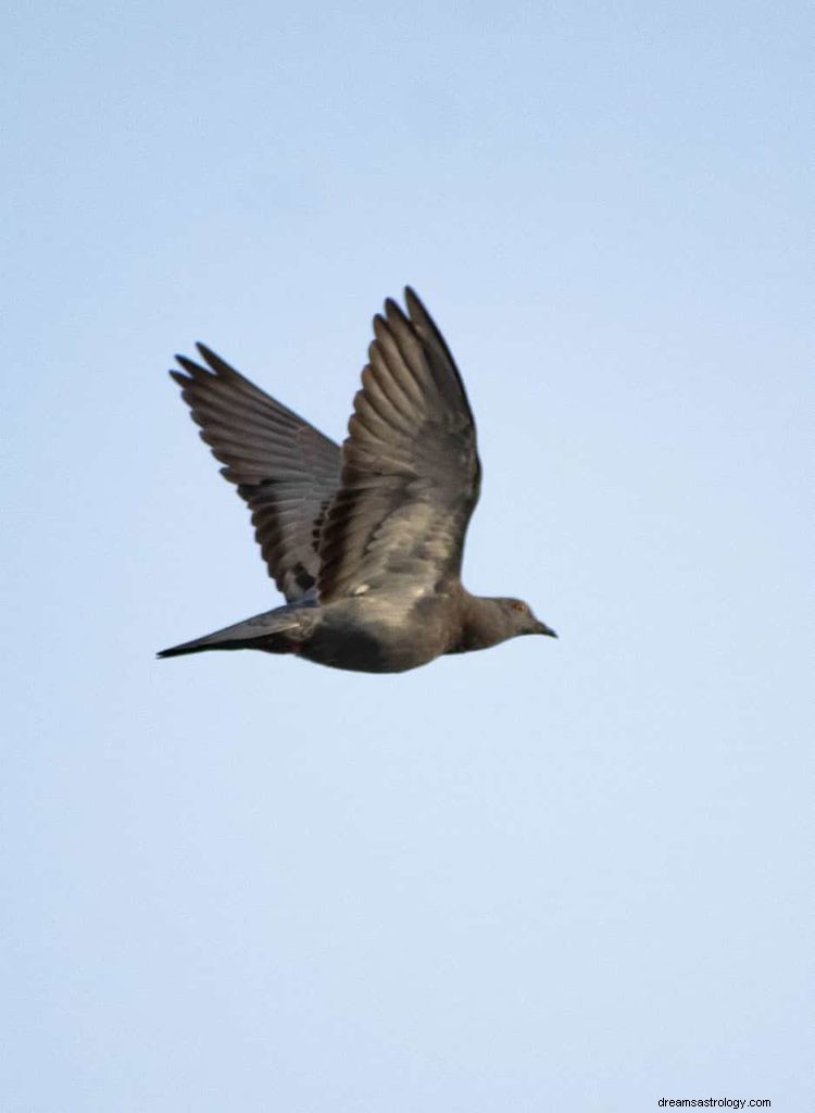 Symbolisme de la colombe et signification du pigeon 