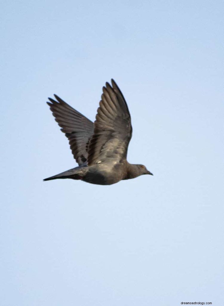 Simbolismo da pomba e significado do pombo 