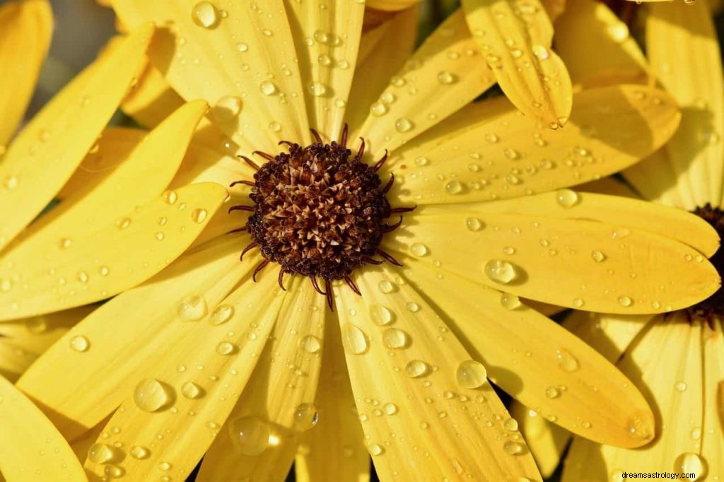 De betekenis van kleur:kleurensymboliek in onze dromen 