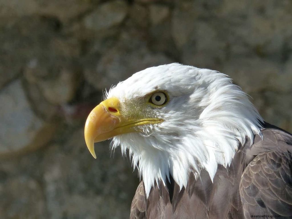 Έννοια του ονείρου Bird of Prey 