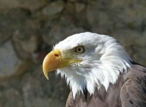 Význam snu Bird of Prey 