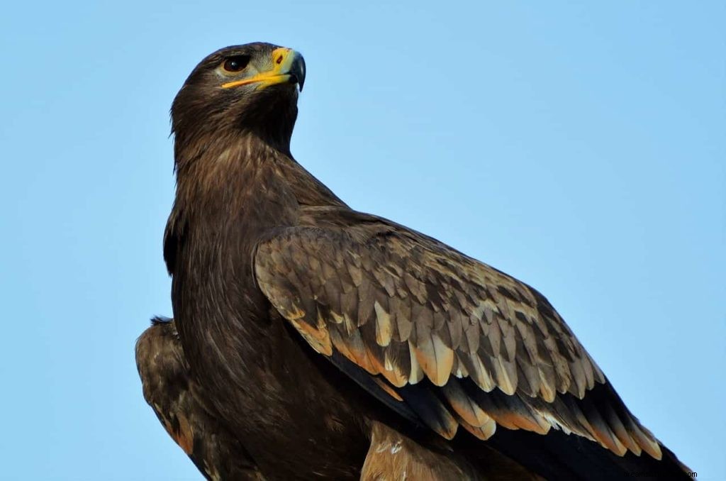 Significato del sogno di uccello rapace 