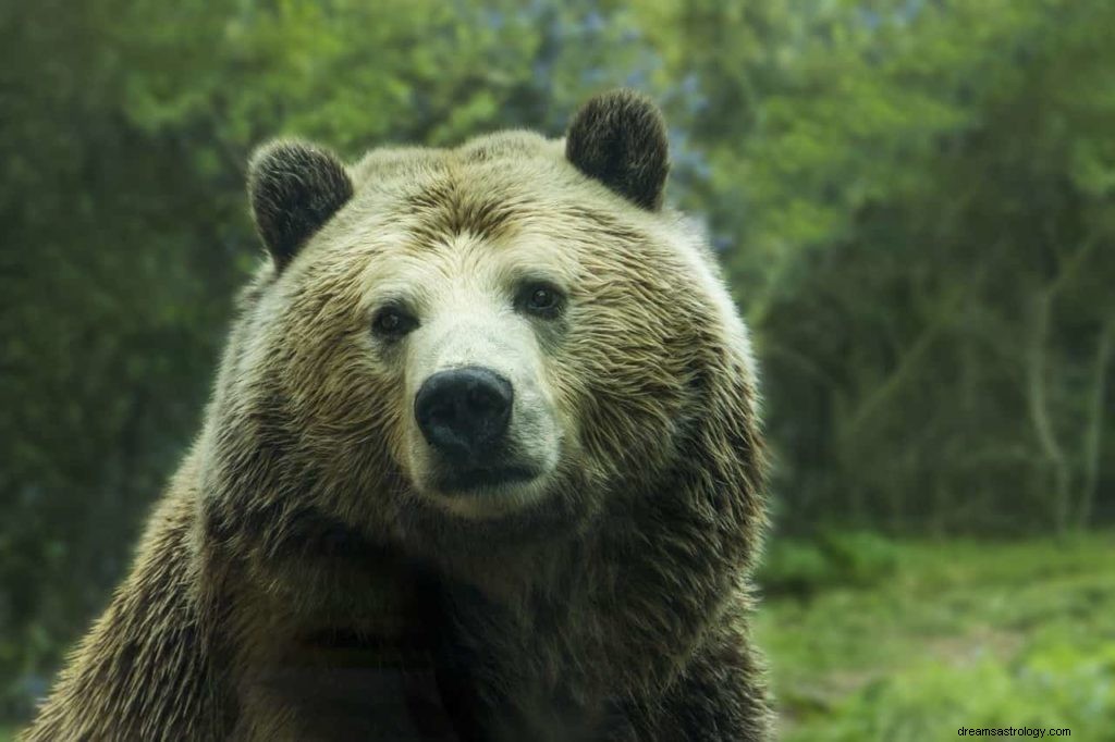 Significado do símbolo do sonho do urso 