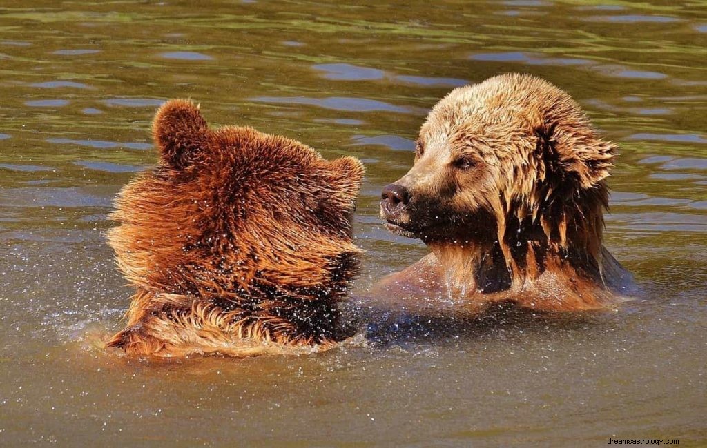 Signification du symbole du rêve de l ours 