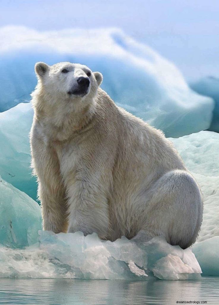 Signification du symbole du rêve de l ours 