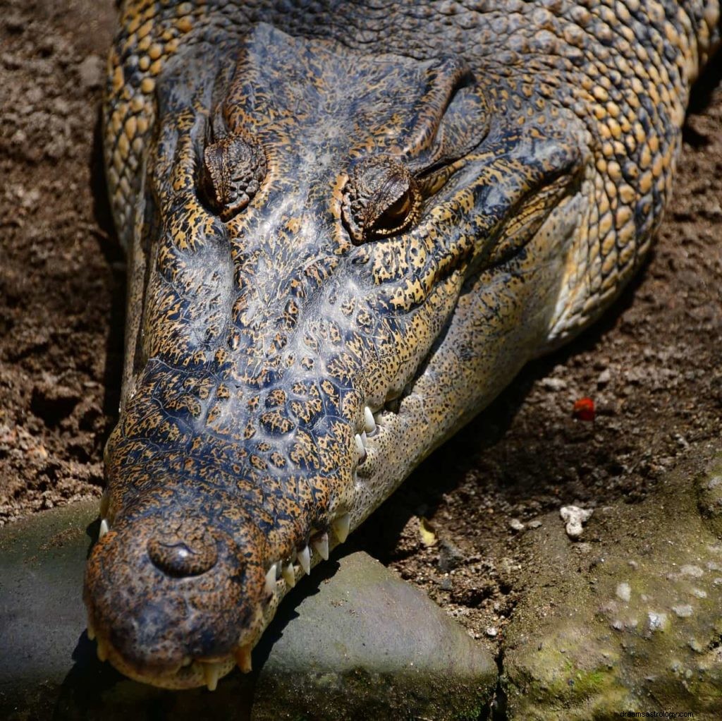 Significado de soñar con Cocodrilo 