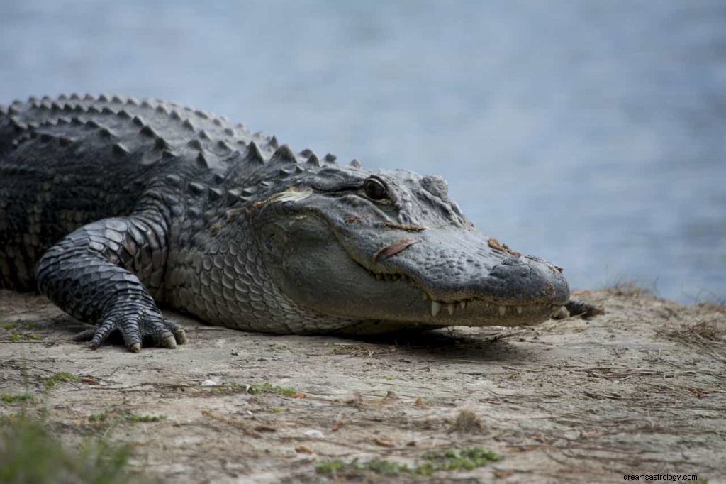 Alligator drøm betydning 