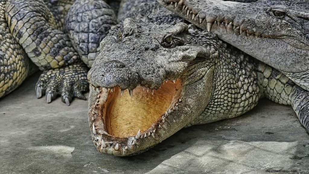 Alligator Traum Bedeutung 